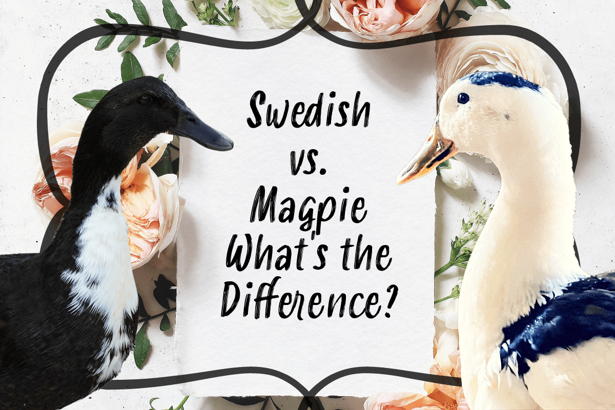Do You Have A Swedish Duck or a Magpie Duck? How To Tell The Difference